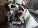 Kittens/katers zoeken superhuisje ALLEN GERESERVEERD, Meerdere dieren, Kortharig, 0 tot 2 jaar