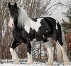 Mooie Tinker merrie, Dieren en Toebehoren, Pony's, Merrie, Recreatiepony