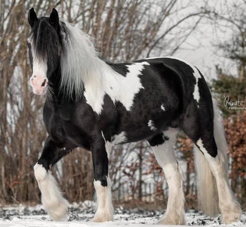 Mooie Tinker merrie, Dieren en Toebehoren, Pony's, Merrie, Recreatiepony