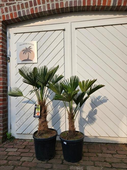 AANBIEDING : TRACHYCARPUS WAGNERIANUS 15/20, Tuin en Terras, Planten | Bomen, Palmboom, 100 tot 250 cm, Halfschaduw, Zomer, In pot