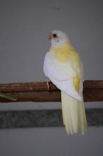 Splendid Parkieten, Dieren en Toebehoren, Meerdere dieren, Parkiet, Geringd