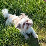 Hondje Chico, Dieren en Toebehoren, Honden | Niet-rashonden, Particulier, Rabiës (hondsdolheid), 3 tot 5 jaar, Middel