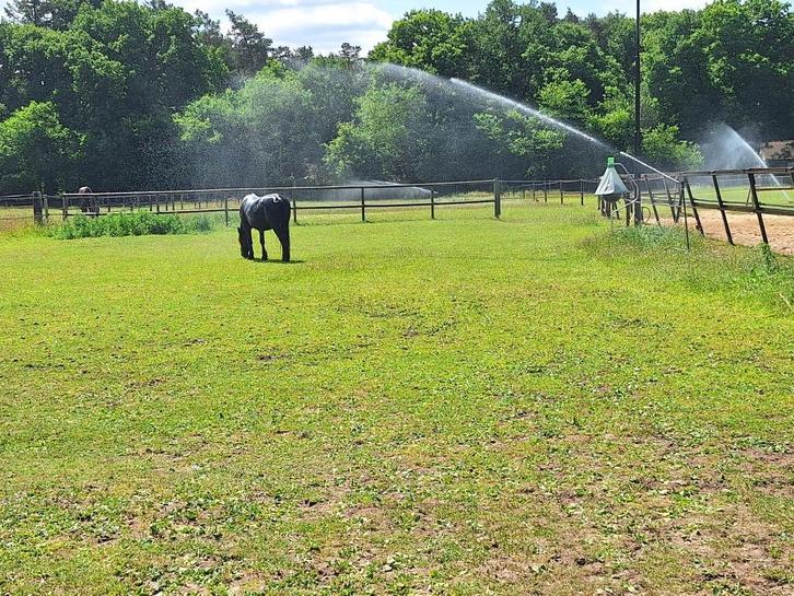 Plekje 24/7 weiland aangeboden, Dieren en Toebehoren, Stalling en Weidegang, Weidegang
