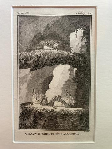 La Chauve souris etrangeres Vleermuis Buffon 1770 beschikbaar voor biedingen
