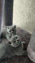4 prachtige britse korthaar kittens raszuiver te koop, Dieren en Toebehoren, Katten en Kittens | Raskatten | Korthaar, Poes, Gechipt