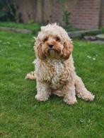 GEZOCHT Cavapoo dekreu, Dieren en Toebehoren, Reu, Eén hond, 3 tot 5 jaar, Nederland