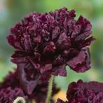 Papaver zaden “Black Peony”, Tuin en Terras, Bloembollen en Zaden, Verzenden, Voorjaar, Volle zon, Zaad