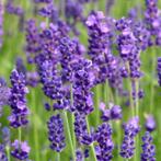 Lavendel (Lavendula angustifolia ), Ophalen of Verzenden, Zomer, Overige soorten, Volle zon