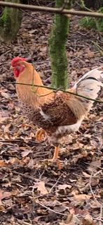 Hanen, Dieren en Toebehoren, Pluimvee, Mannelijk, Kip