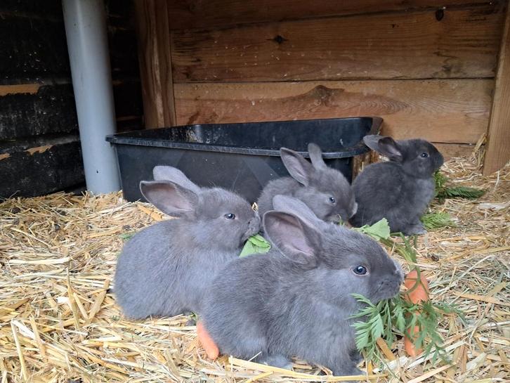 Vlaamse reuzen/Vlaamsereus Raszuiver Blauw, Dieren en Toebehoren, Konijnen, Groot, Meerdere dieren, 0 tot 2 jaar