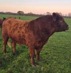 100% stamboek Red Angus stier, Dieren en Toebehoren, Mannelijk