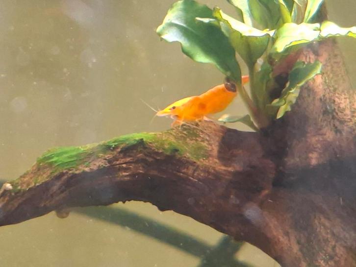 Orange sakura garnalen, Dieren en Toebehoren, Vissen | Aquariumvissen, Zoetwatervis, Kreeft, Krab of Garnaal, Schoolvis