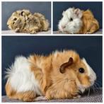 Baby cavia's beertjes met mooie borstels, Dieren en Toebehoren, Knaagdieren, Cavia, Mannelijk, December, Tam