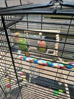 Twee Agapornissen (Liefdesvogels) – Te koop, Dieren en Toebehoren, Meerdere dieren, Parkiet
