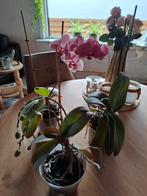 3 Ochidee plantjes, Huis en Inrichting, Ophalen, Overige soorten, Halfschaduw, Minder dan 100 cm