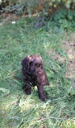 Choco Medium Labradoodle Pups,  vader Australian, Dieren en Toebehoren, Overige rassen, 8 tot 15 weken, Meerdere, Meerdere dieren
