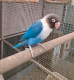 Personata, Dieren en Toebehoren, Vogels | Parkieten en Papegaaien, Geslacht onbekend, Dwergpapegaai of Agapornis, Geringd