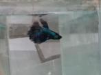Betta splendens super delta kempvis man, Dieren en Toebehoren, Vissen | Aquariumvissen, Vis, Zoetwatervis