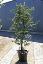 Quercus suber ( Kurkeik ) meerstam 200/225 cm, 30 ltr pot, Tuin en Terras, Planten | Bomen, Bloeit niet, 100 tot 250 cm, Volle zon