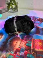 2 cavia broertjes, Dieren en Toebehoren, Knaagdieren, Cavia, Mannelijk, November, Tam