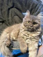 Lang harige Kitten poesje kruising  pers- maine coon, Dieren en Toebehoren, Katten en Kittens | Raskatten | Langhaar, Meerdere dieren