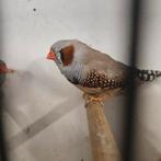 TT bruine zebravinken, Dieren en Toebehoren, Vogels | Overige Vogels, Meerdere dieren, Tropenvogel, Geringd
