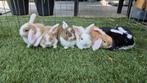 Baby hangoor konijnen, Dieren en Toebehoren, Meerdere dieren, Dwerg, Hangoor