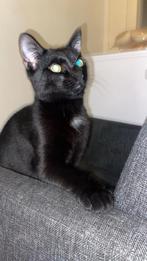 Kitten, Ophalen of Verzenden