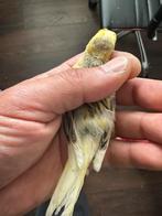 Raza canarie 2025, Dieren en Toebehoren, Vogels | Kanaries