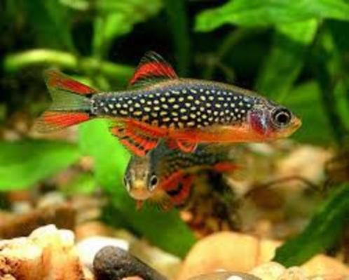 Microrasbora sp. Galaxy - Koidream Valburg, Dieren en Toebehoren, Vissen | Aquariumvissen, Zoetwatervis, Vis