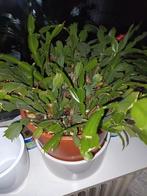 Lidcactus kamerplant in pot, Minder dan 100 cm, Bloeiende kamerplant, Halfschaduw, Ophalen of Verzenden