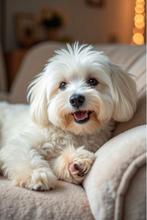 Maltezer/boomer gezocht, Dieren en Toebehoren, CDV (hondenziekte), 8 tot 15 weken, Geslacht onbekend, Eén hond