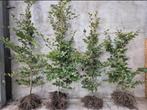 Fagus Sylvatica wortelgoed, Tuin en Terras, Ophalen, Bloeit niet, Halfschaduw, Overige soorten