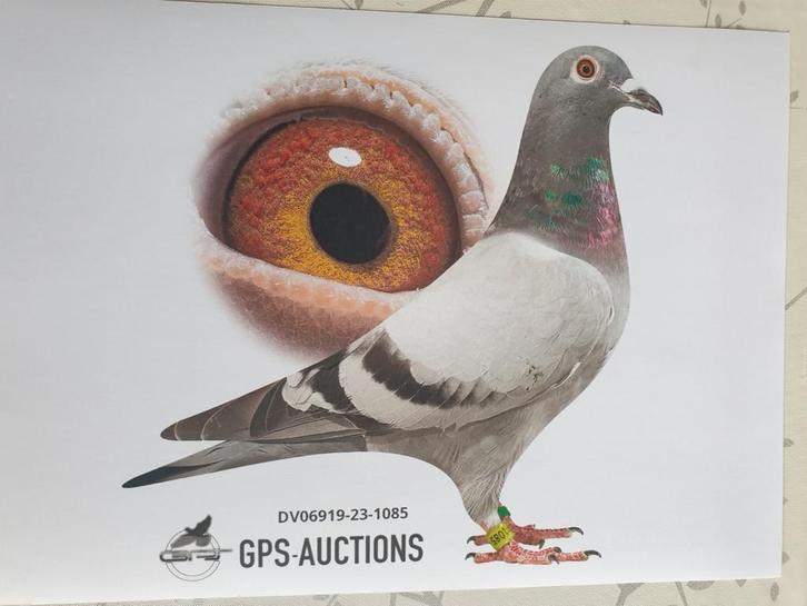 POSTDUIVEN PRACHT DUIVIN DV 2023 ACHMED KRAMER KAASBOER, Dieren en Toebehoren, Vogels | Duiven, Postduif, Vrouwelijk