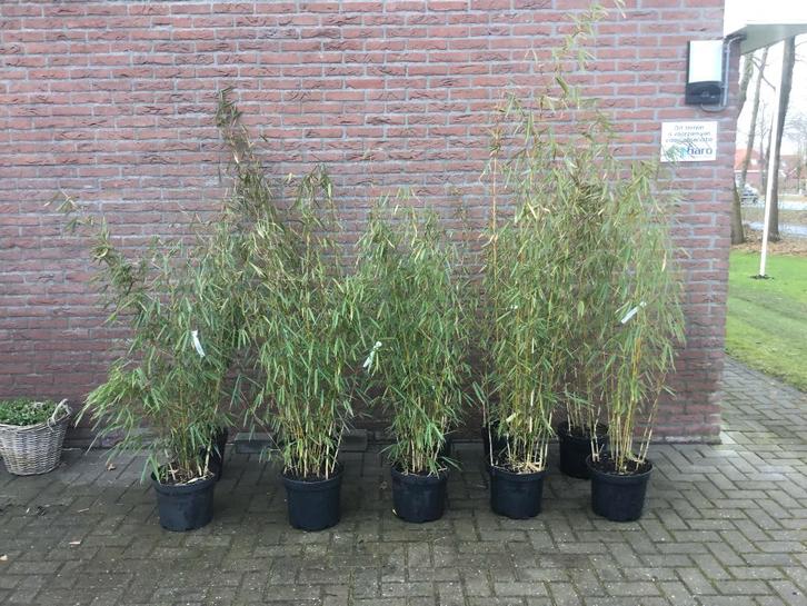 Fargesia Robusta Campbell, niet woekerende bamboe!!!, Tuin en Terras, Planten | Struiken en Hagen, Haag, Bamboe, 250 cm of meer