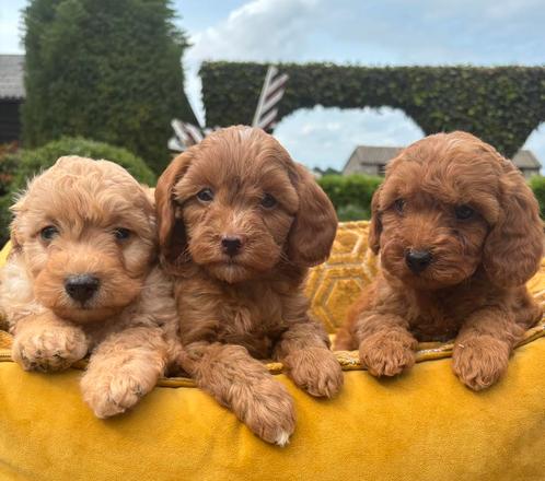 Mini labradoodle x Boomer pups, Dieren en Toebehoren, Honden | Niet-rashonden, Klein, Meerdere dieren, Fokker | Professioneel