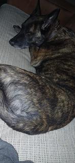 Pip zoekt nieuw huis, Dieren en Toebehoren, Honden | Herdershonden en Veedrijvers, Teef, Eén hond, 3 tot 5 jaar, Herder