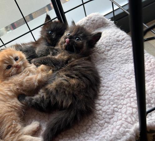 Kitten ragdoll / main coone, Dieren en Toebehoren, Katten en Kittens | Raskatten | Langhaar, Poes, 0 tot 2 jaar, Ontwormd, Ingeënt