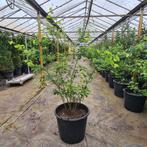 Krentenboom Amelanchier Lamarckii, Halfschaduw, Overige soorten, Lente, 100 tot 250 cm