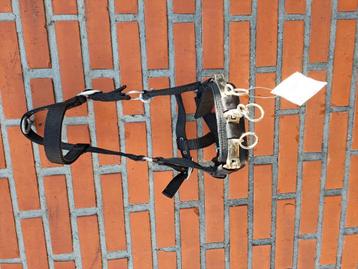 Kaptoom maat pony beschikbaar voor biedingen