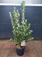 Acca Sellowiana-Braziliaanse Guave/Feijoa/Ananasguave H118cm, Tuin en Terras, Planten | Tuinplanten, Ophalen, Volle zon, Vaste plant