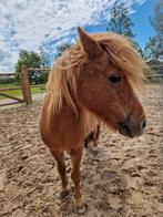 Weidemaatje gezocht, Merrie, A pony (tot 1.17m), Ontwormd, 11 jaar of ouder