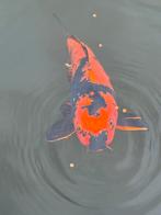 Hi Utsuri koi – 40/45 cm – mooie contrastrijke koi, Karper of Koi