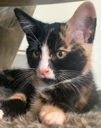 Nog 1 lieve kitten: 4 mnd oud, lapjespoes, Dieren en Toebehoren, Meerdere dieren