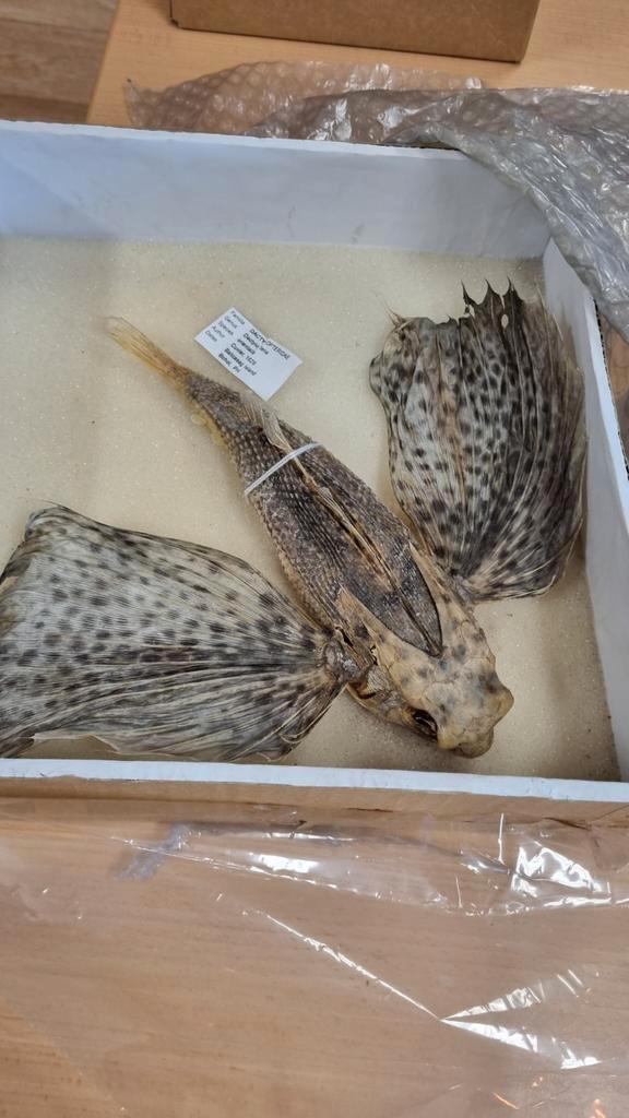 Antiek Preparaat Vliegende Vis, Verzamelen, Dierenverzamelingen, Ophalen of Verzenden