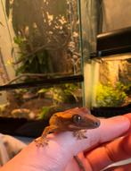 Wimpergekko ( baby ), Dieren en Toebehoren, Reptielen en Amfibieën, Hagedis, Tam, 0 tot 2 jaar