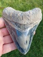 Megalodon haaientand fossiel uit Indonesië, Verzamelen, Mineralen en Fossielen, Ophalen of Verzenden, Fossiel