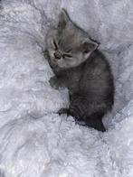 British shorthair, Dieren en Toebehoren, Katten en Kittens | Raskatten | Korthaar, Kater, Ontwormd, 0 tot 2 jaar