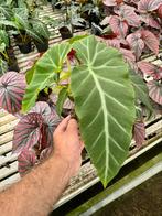 Begonia angularis aff., Ophalen of Verzenden, Overige soorten, Minder dan 100 cm