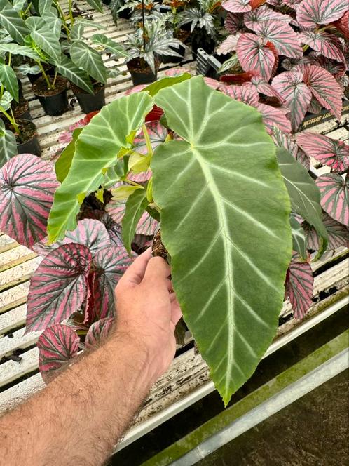 Begonia angularis aff., Huis en Inrichting, Kamerplanten, Overige soorten, Minder dan 100 cm, Ophalen of Verzenden